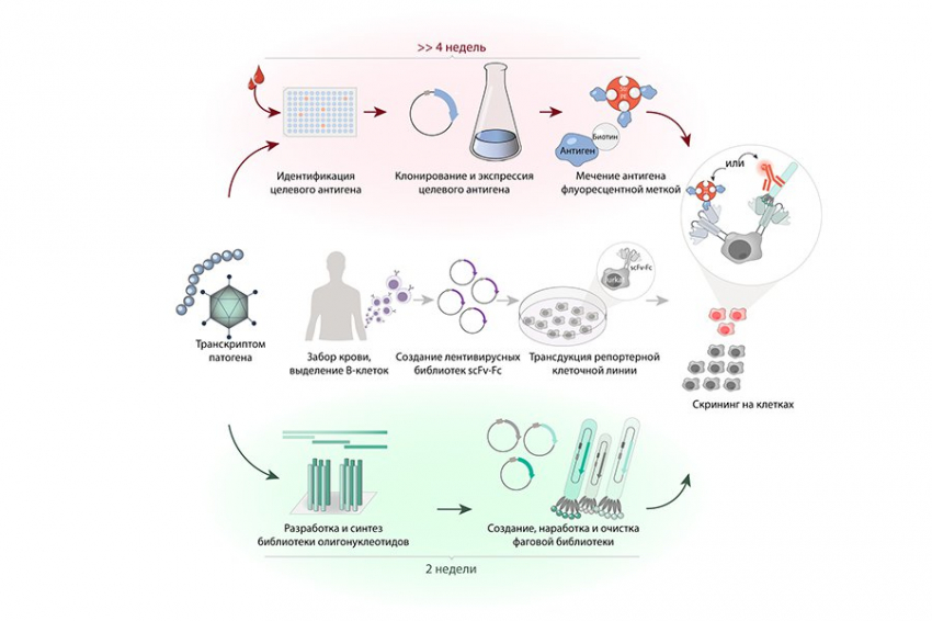 Новый подход к 2D-скринингу библиотеки антител поможет бороться даже с мутирующими патогенами