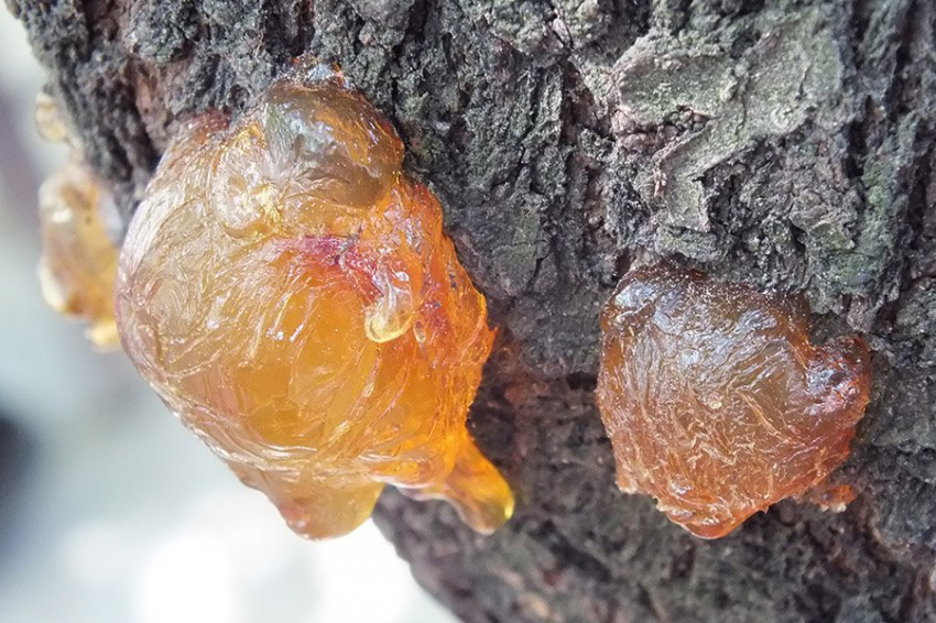 Кусочек смолы рассказывает об эпическом путешествии человечества в Австралию