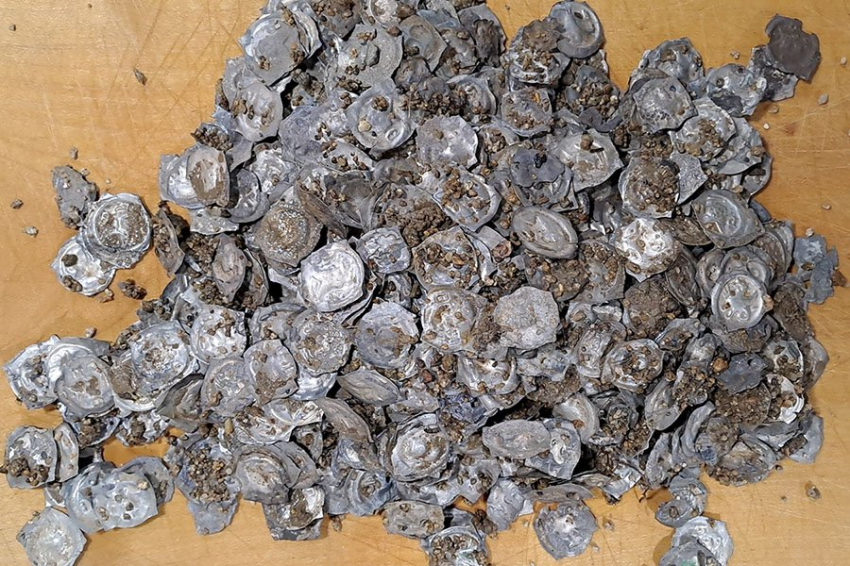 В Германии в траншее для труб обнаружен крупный клад средневековых монет