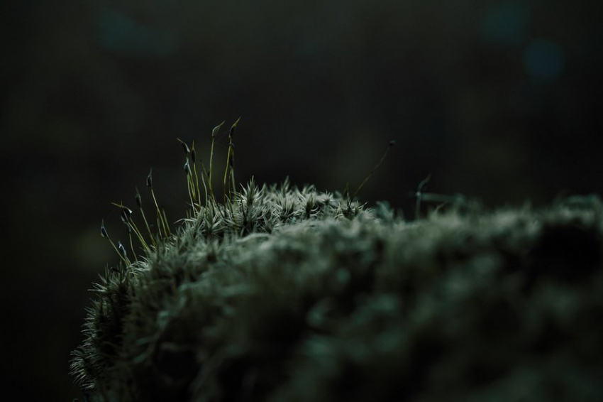 Ученые создали первую полноценную карту растительного покрова Антарктиды