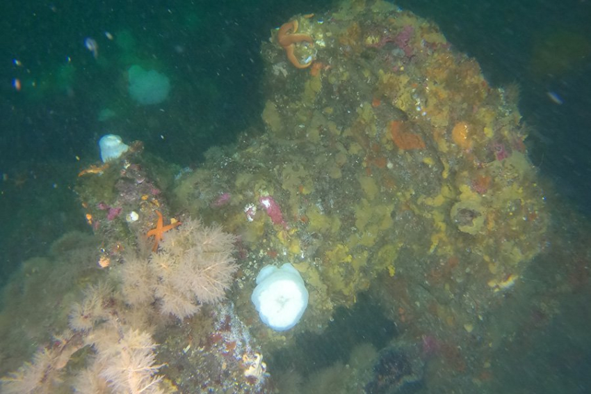 У отдаленного острова Аляски найдены обломки трех кораблей Второй мировой войны