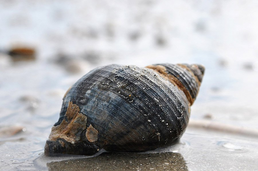 Смертельный токсин морской улитки может стать ключом для создания лекарств