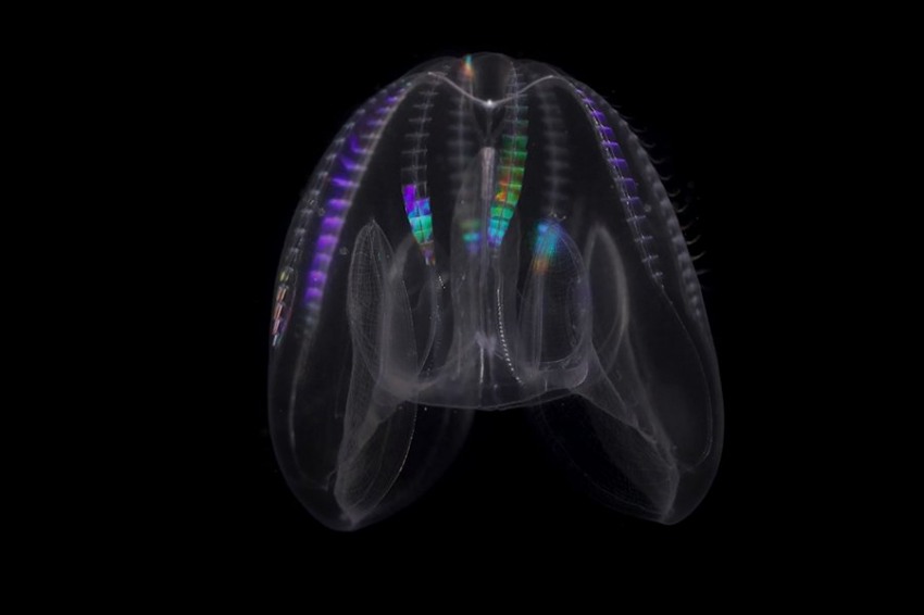 В смертельных условиях гребневики могут стареть в обратном направлении