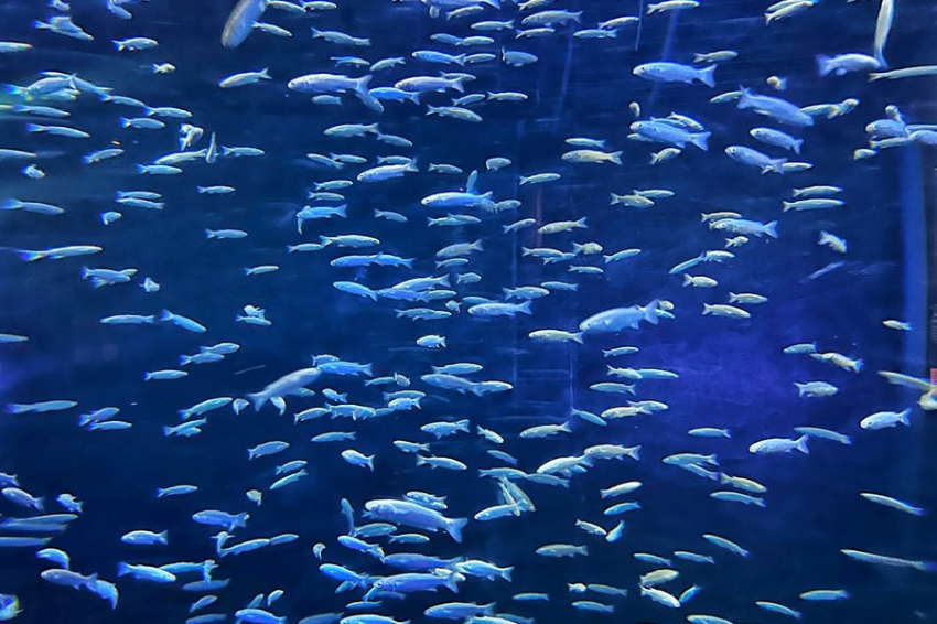 Загрязнение водоемов антидепрессантами меняет поведение и воспроизводство рыб