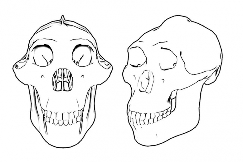 Найденному в Кении австралопитеку около 4,3 миллиона лет