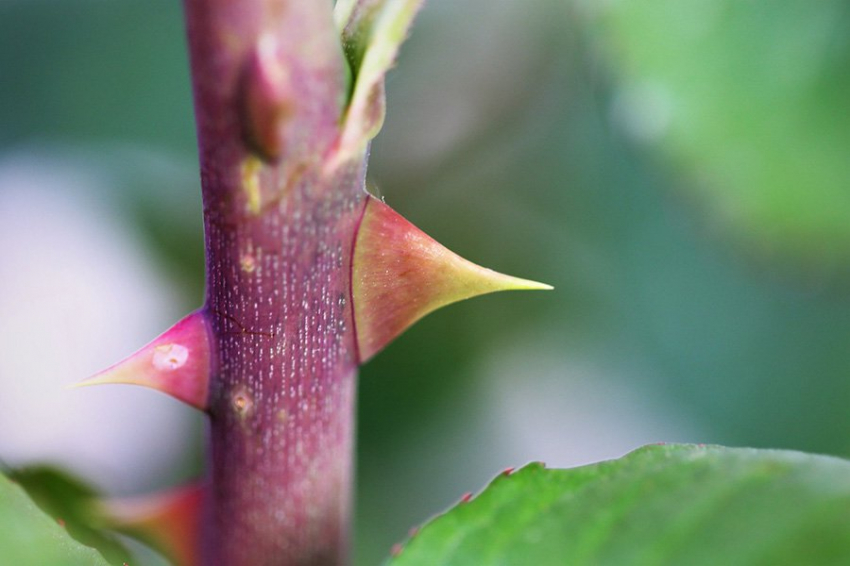 Ученые идентифицировали ген, отвечающий за колючесть роз и других растений