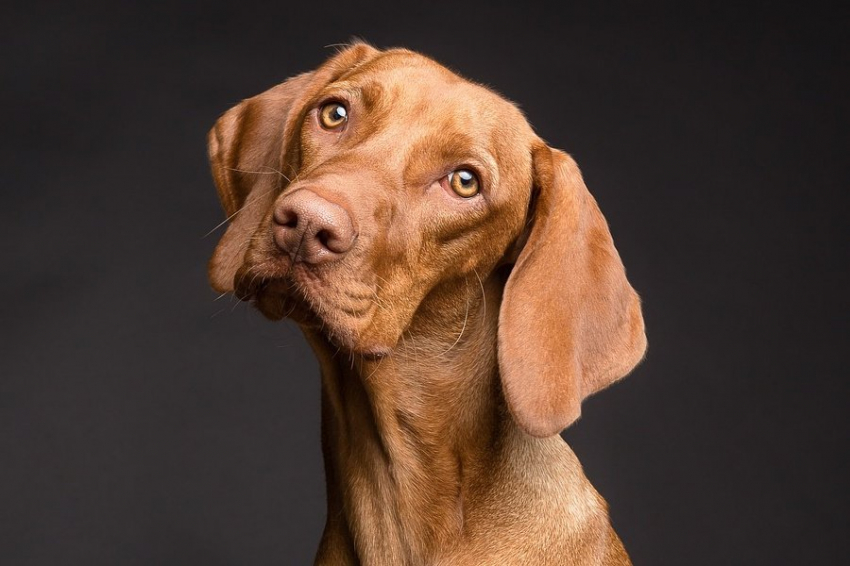 Ученые подтвердили, что собаки понимают человеческую речь