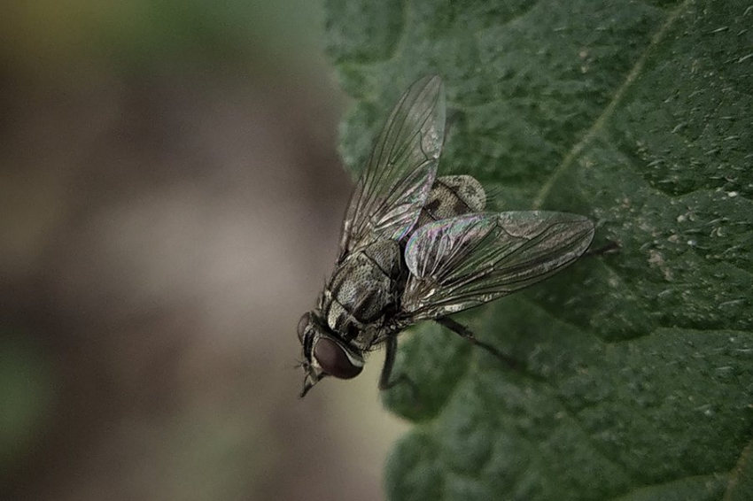 Ученые рассказали о грибке, который превращает мух в зомби