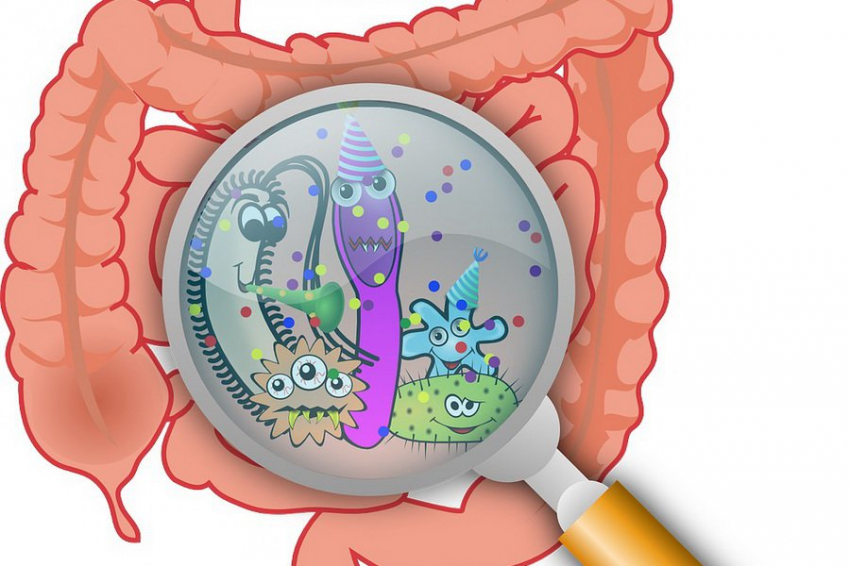 Ученые раскрыли механизм влияния воспаления на регенерацию кишечника