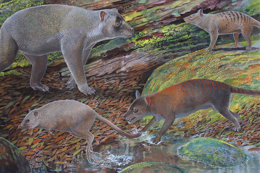 Недавно обнаруженный предок тилацина обладал челюстью, способной сокрушать кости