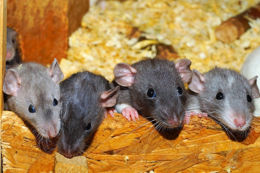 Тренировки дедушек улучшают когнитивные способности внуков у мышей