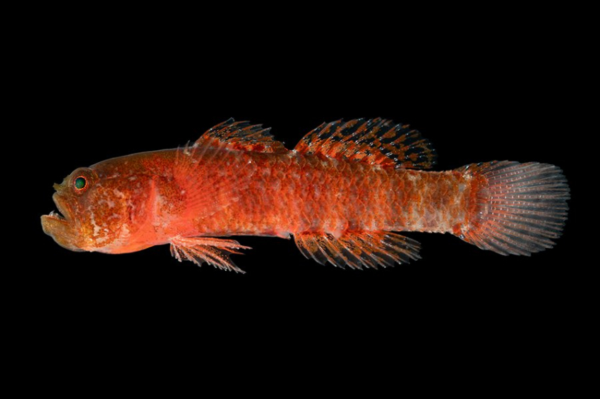 В Красном море обнаружены новые виды «сварливых» рыб