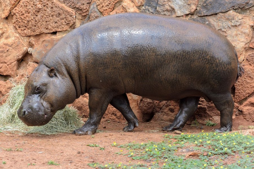 Люди могли стать причиной вымирания карликовых гиппопотамов и слонов