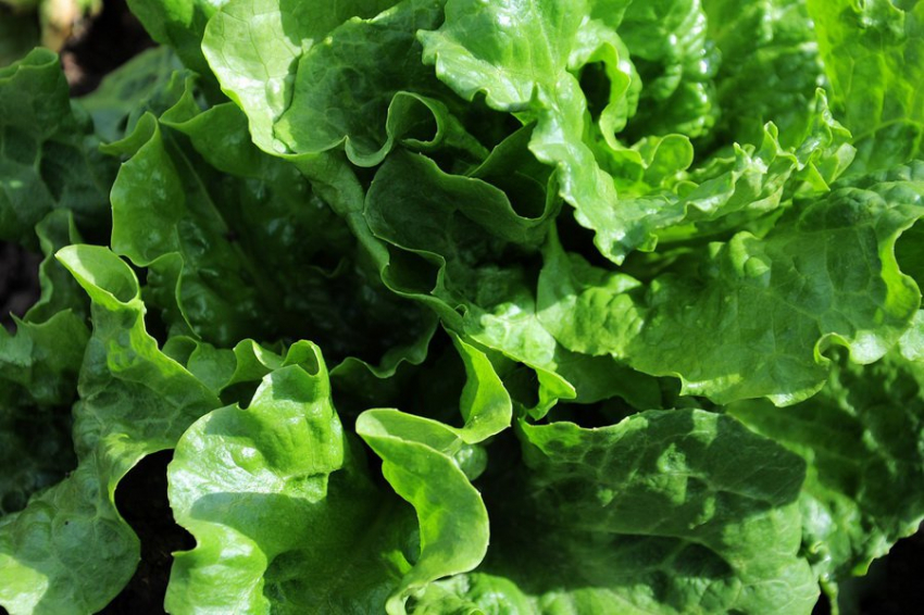 Созданный "золотой салат-латук" может оказаться полезнее обычного на 30%
