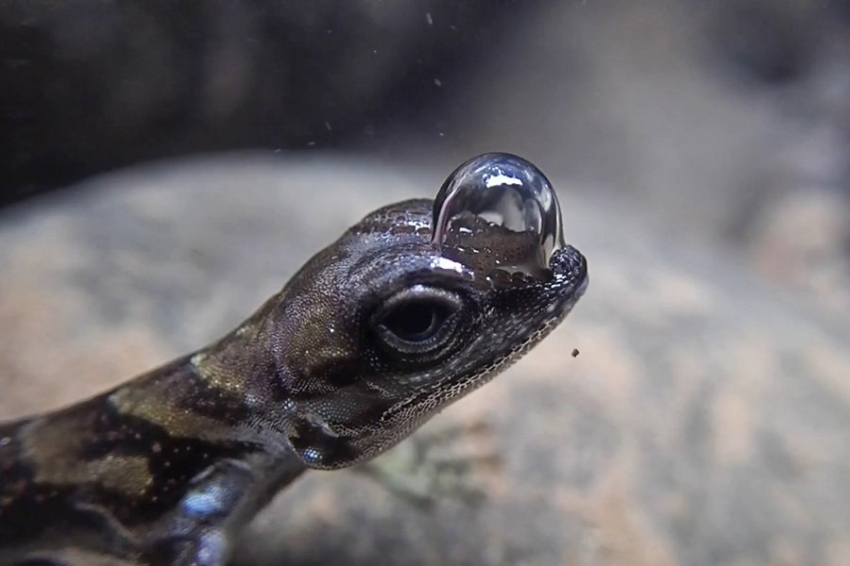 Ящерицы пускают пузыри под водой и используют их как аквалангисты