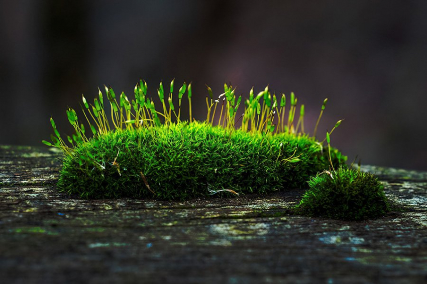 Ученые выяснили, как растения не дают вирусам передаваться потомству