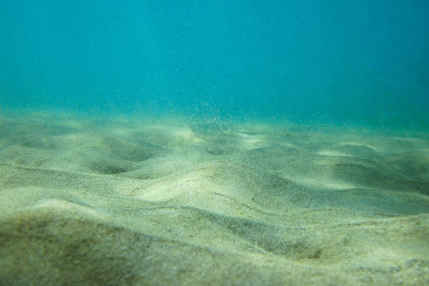 Nature: «невидимый лес» фитопланктона процветает по мере потепления океана