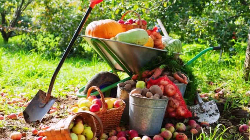 Народный праздник Корнилье отмечают 26 сентября 2024 года: традиции, запреты и приметы