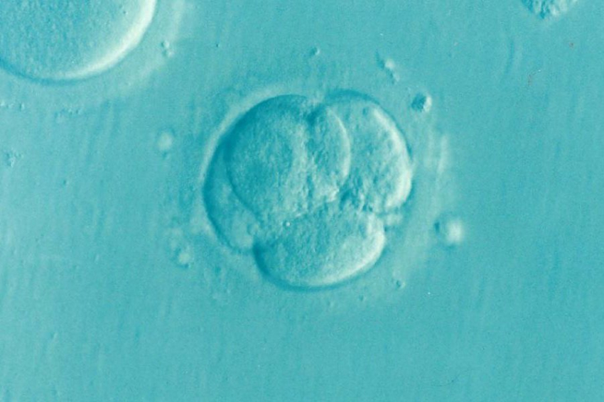 Учёные открыли механизм, позволяющий эмбрионам замедлять рост в ранней стадии