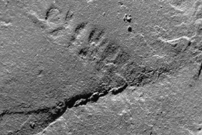 Ранний пенсильванский лагерштетт демонстрирует разнообразную экосистему 