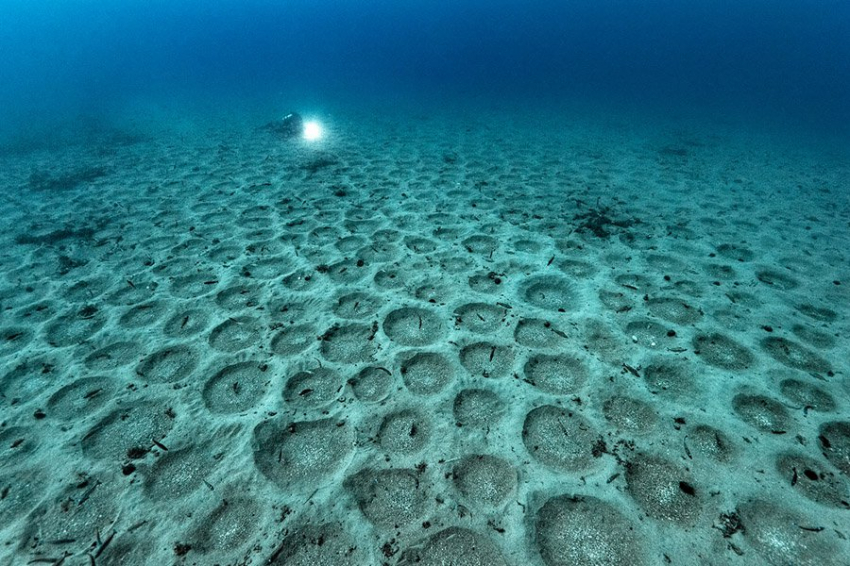 Крошечные рыбки создают огромные колонии для размножения с миллионами гнезд