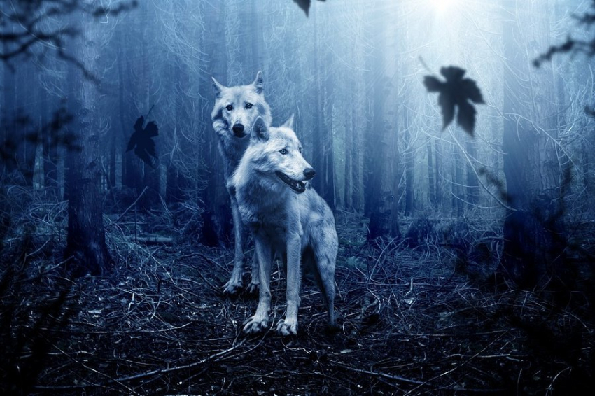 Выявлено, как скоро дикие животные отходят от стресса после контакта с человеком