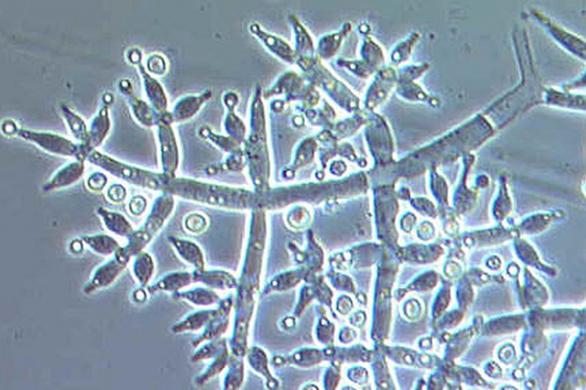 Некоторые грибки растут более энергично, когда чувствует хорошие вибрации