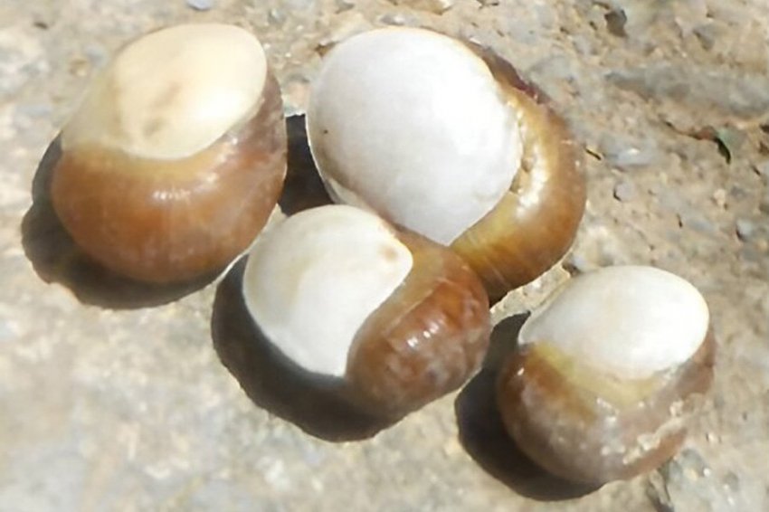 Останки тунисских улиток «рассказывают» о местной кулинарии возрастом 7700 лет