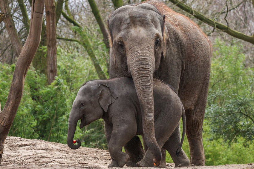 Исследование показало, что слоны помнят смотрителей зоопарка спустя много лет