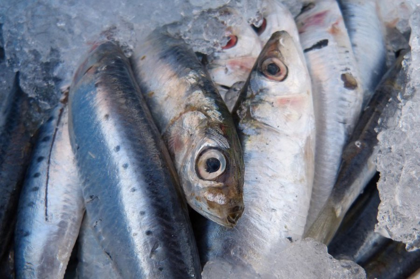 Выявлена связь между потеплением океана и усилением воздействия тяжелых металлов