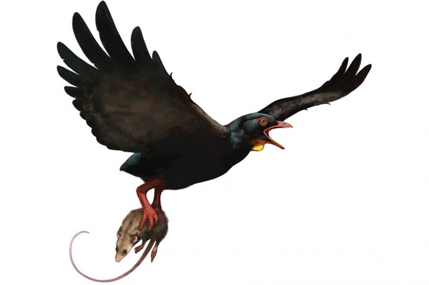 Палеонтологи открыли два новых вида древних хищных птиц на формации Хелл-Крик