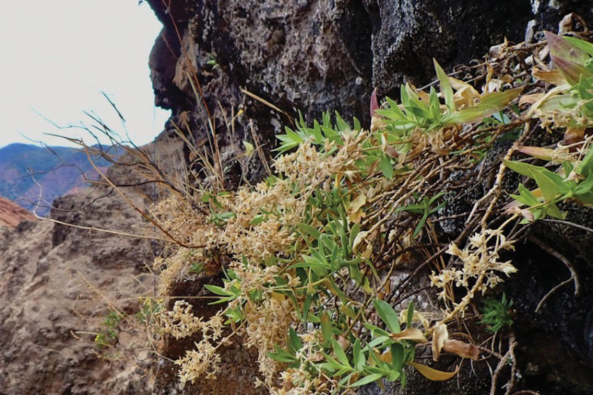 Ботаники с помощью дрона открыли новый вид растений на Гавайях