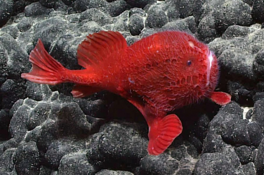 Удивительно странные формы жизни обнаружены на глубоководном вулкане 