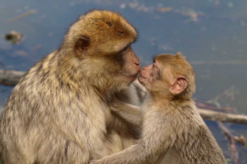 Митохондриальная ДНК, а с ней и вся энергия, передается только от матерей