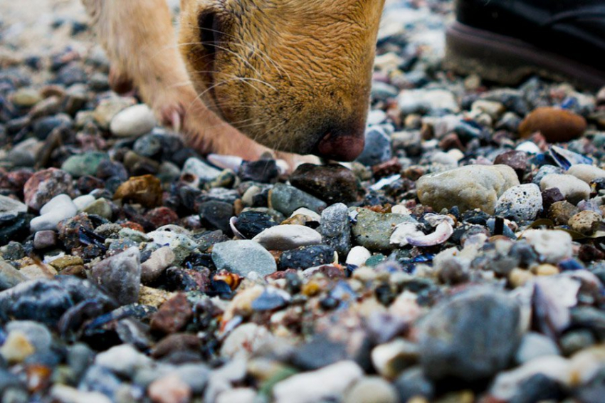 Опасный запах может привести иммунную систему в состояние повышенной готовности