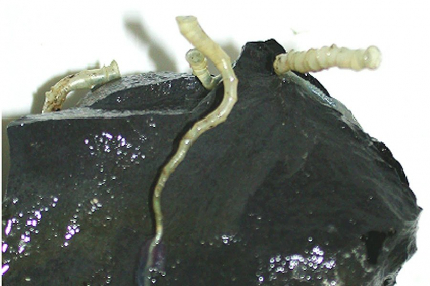 Гигантские белые черви у «черных курильщиков»: открытие на дне Тихого океана