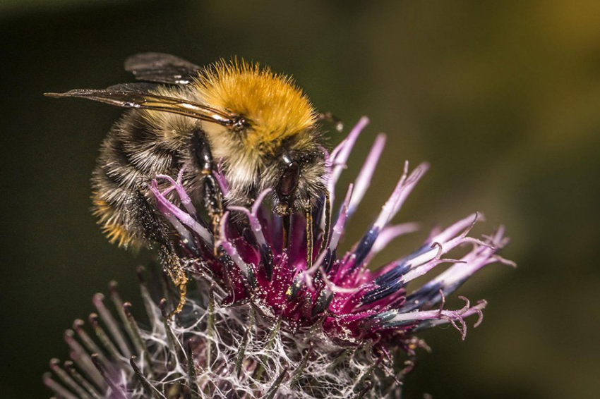 Королевы шмелей предпочитают впадать в спячку в почве, загрязненной пестицидами