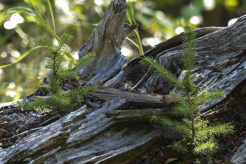 Ученые МГУ открыли новый вид дрожжей, перерабатывающих древесину