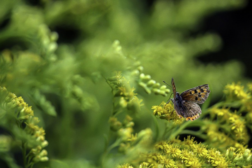 Долгосрочное исследование раскрывает неожиданное влияние CO2 на биоразнообразие