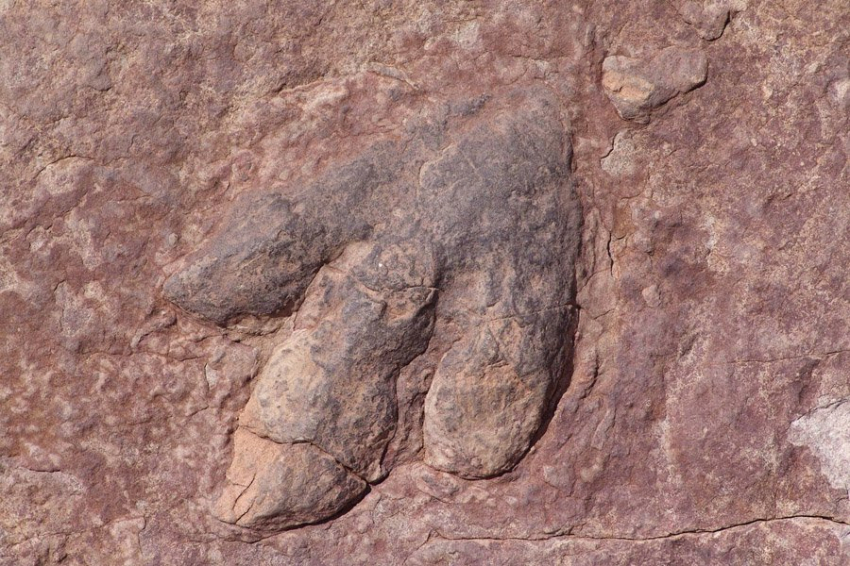 PNAS: нелетающие динозавры использовали свои крылья для бега