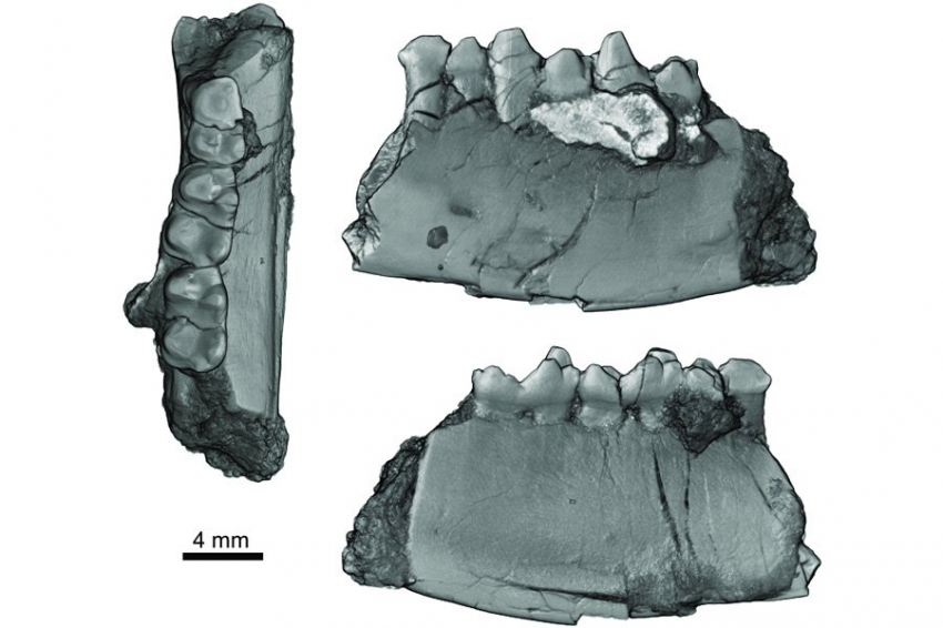 Палеонтологи обнаружили «болотного жителя» Колорадо, жившего рядом с динозаврами