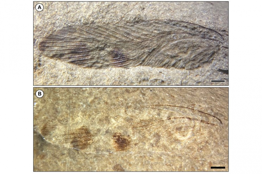 В Великобритании идентифицировали новый древний вид тараканов