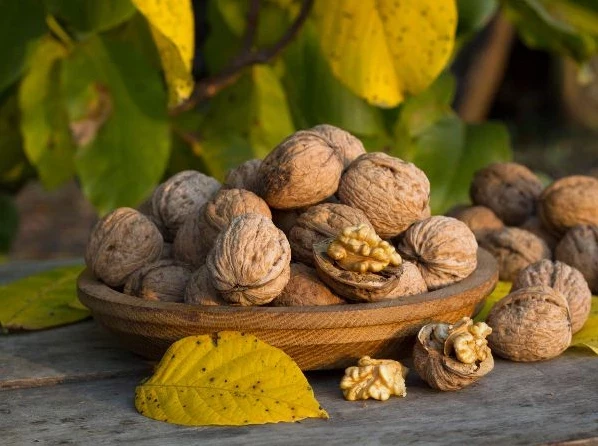 Секрет «магии» листьев грецкого ореха: какой перегной «озолотит» огород