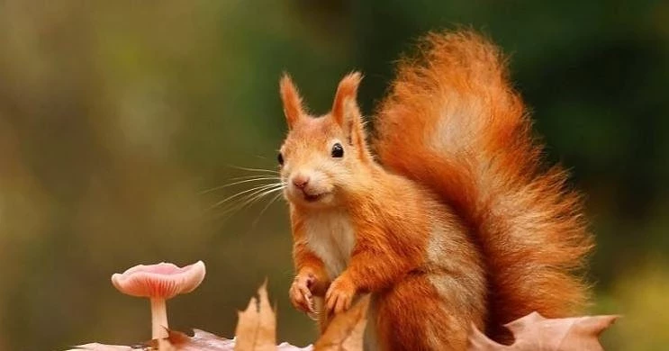 Международный день белки отмечают 17 ноября 2024 года: интересные факты о празднике