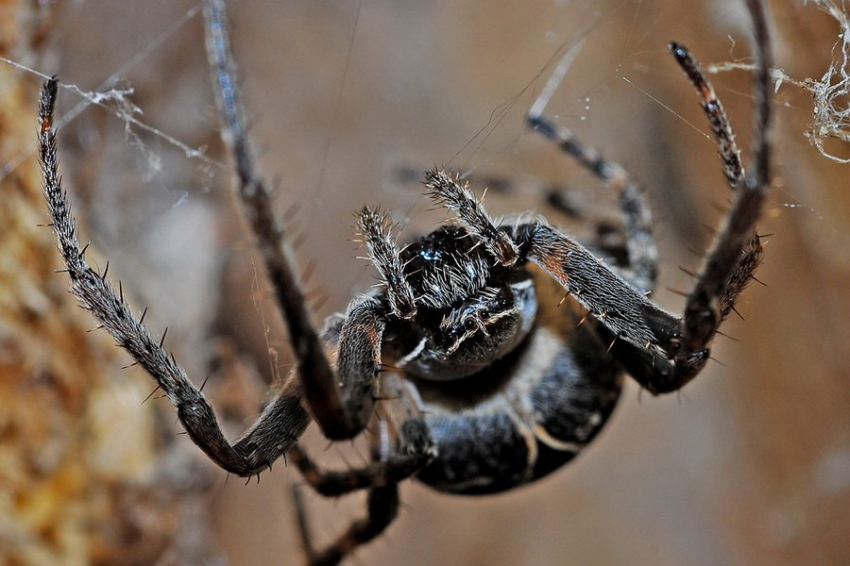 Ядовитые пауки планеты: кого действительно стоит опасаться