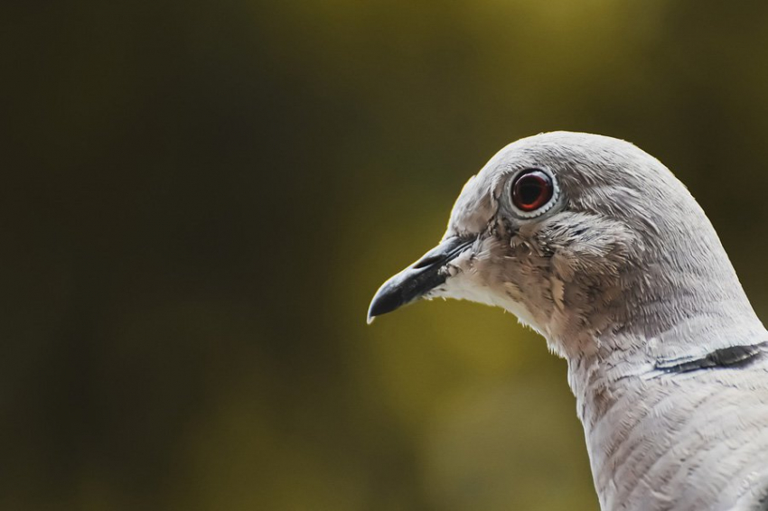 Птичий грипп H5N1 эволюционирует, чтобы лучше заражать млекопитающих