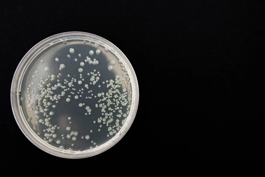 Новый даробактин эффектно убивает устойчивые бактерии