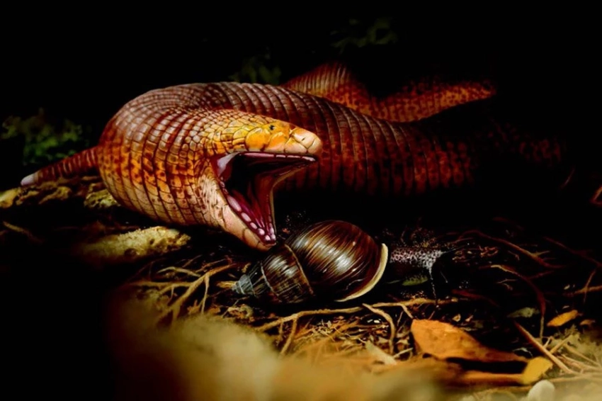 ZJLS: обнаружена ископаемая гигантская червеобразная ящерица с мощными челюстями