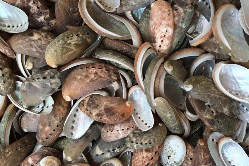 Раковины и кости водных организмов дают исторические экологические подсказки