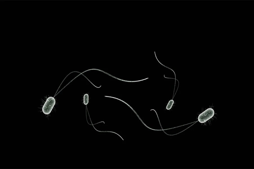 Торфяно-болотные грибы убивают бактерии, вызывающие туберкулез